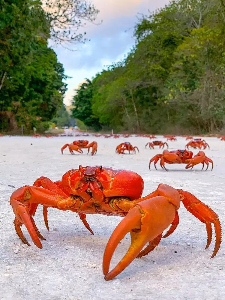 my-christmas-island-travel-guide-best-things-to-do-in-2026-image-8
