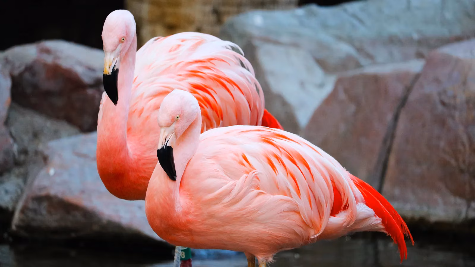 the-flamingo-wildlife-habitat-las-vegas-s-unlikely-oasis-image-0